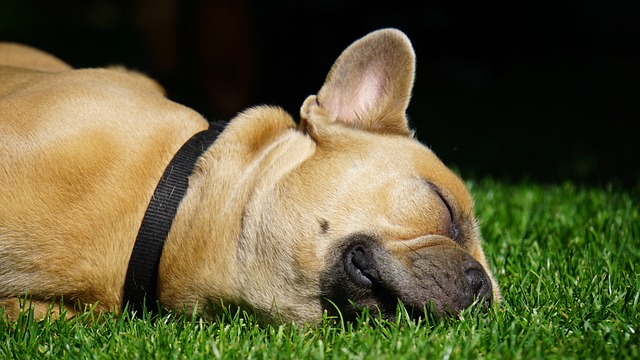 Sådan vælger du den rigtige kost til din franske bulldog